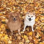 olive.and.bailey profile picture
