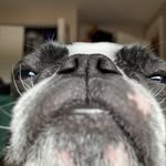olive.and.gus profile picture