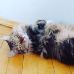 olive_eliseeva profile picture