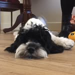 oliver_lightpaw profile picture