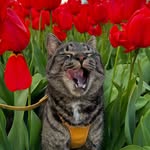 oliverscatventures profile picture