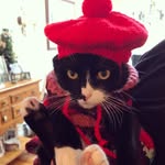 oliverstone_cat profile picture