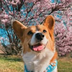 oliver_the_corgii profile picture