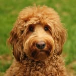 oliverthegoldendoodle profile picture