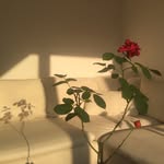 olivjb profile picture