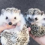 ollieandpals profile picture