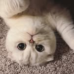 ollie_mocha_meow profile picture