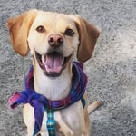 ollie_pupper profile picture