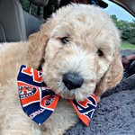 olliethedoodlebug profile picture