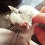 olofthedegu profile picture