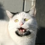 omgdeedee profile picture