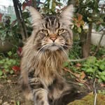 omniamainecoon profile picture
