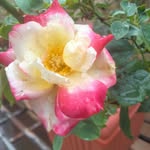 omparkash53677 profile picture