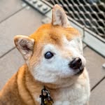 one.eyed.zuko profile picture