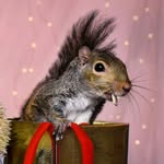 one_armed_squirrel profile picture