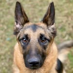 onedogatatimerescue profile picture