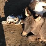 onehappyassfarm profile picture