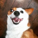 onelesspinna profile picture