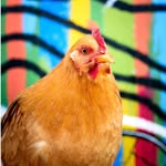 onlysunshinesanctuary profile picture
