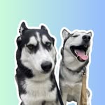 ontariohuskies profile picture