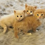 ontariorescue profile picture