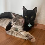 onyx.finnie profile picture