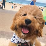 oodleozzie profile picture