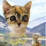 oomithekitten profile picture