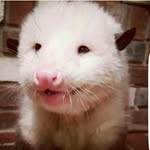 opietheopossum profile picture