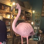 orangorillatorino profile picture