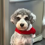 oreo.schnauzerr profile picture