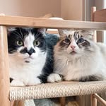 oreo_with_milky profile picture