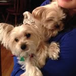 oscar.and.gus profile picture