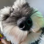 oscarshappyworld profile picture