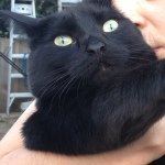 oscarthekittykat profile picture
