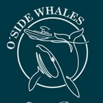 osidewhales profile picture