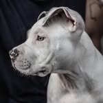 ositocute profile picture