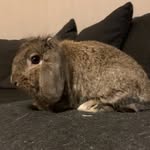 osku_bunny profile picture