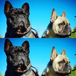 ossy_ove_frenchbulldog profile picture