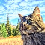 otiesadventures profile picture