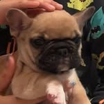 otis_frenchie1026 profile picture