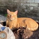otokyo_ profile picture