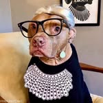 otterthepitbull profile picture
