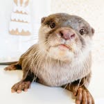 otter_tsubumi_kawauso profile picture