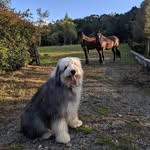 otto_kg profile picture