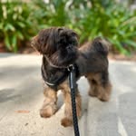 ottomaticshiht profile picture