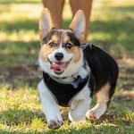ottothecorg profile picture