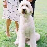 ottothedoodle profile picture