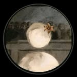 oum_billel_2 profile picture