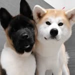 our.akitas profile picture